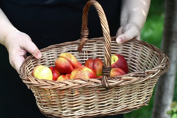 nectarine din productia proprie 2016-2