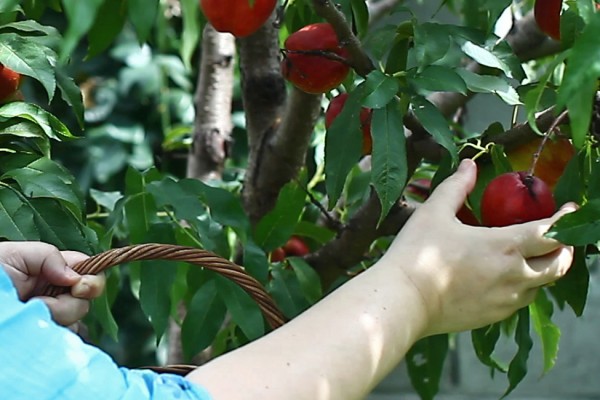 nectarine din productia proprie 2016